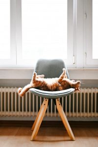 Cat on a chair