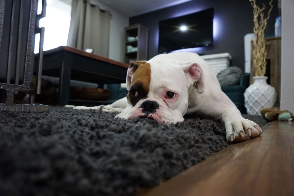 A Bulldog laying on a black rug.